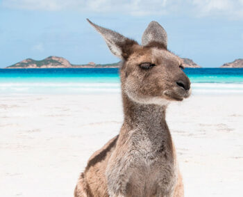 summer imaging in perth kangaroo on beach