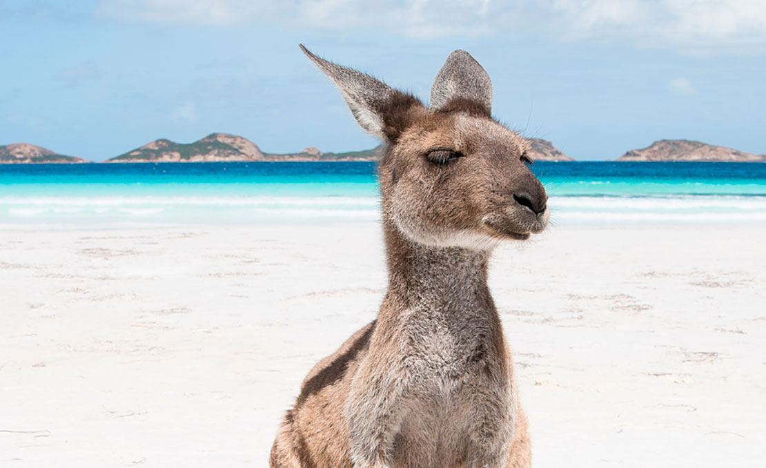 summer imaging in perth kangaroo on beach